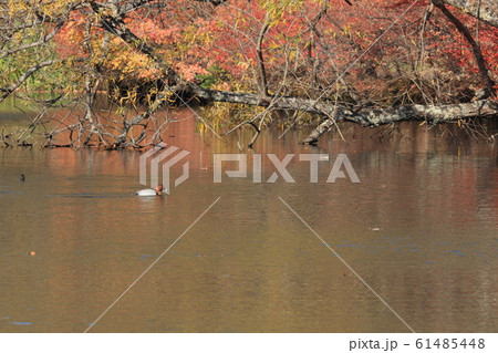 雲場池の紅葉 61485448