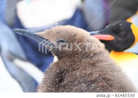 キングペンギンの子供の写真素材