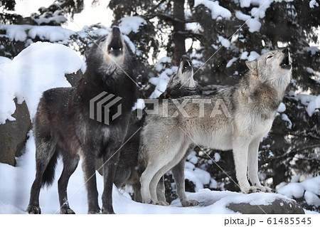 オオカミ 狼 の画像素材 ピクスタ