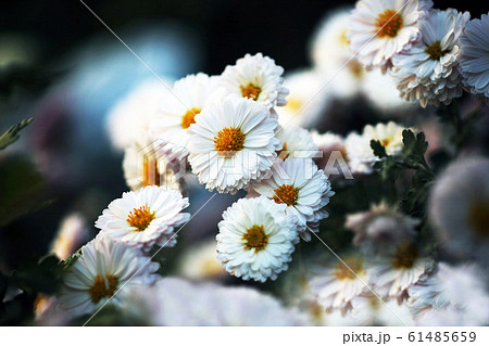 가을 꽃의 소국 국화 꽃 - 스톡사진 [61485659] - Pixta