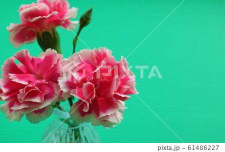 花　カーネーション　屋内　緑バック 61486227