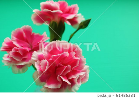 花 カーネーション 屋内 緑バック 花 カーネーション 屋内 緑バック 61486231