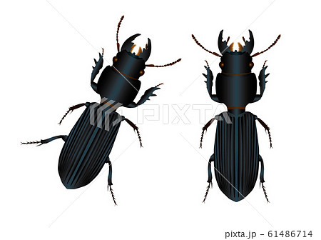 ヒョウタンゴミムシのイラスト素材