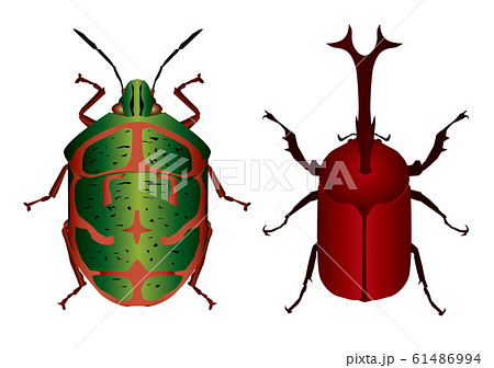 アカスジキンカメムシとカブトムシ 61486994