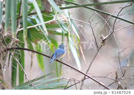 警戒中のルリビタキ  61487029