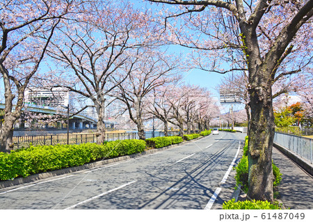 紫川さくら通り 紫川さくら通り 61487049