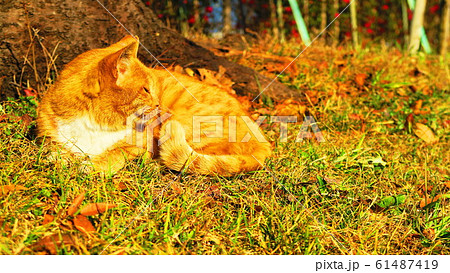 野良猫のいる風景 野良猫のいる風景 61487419