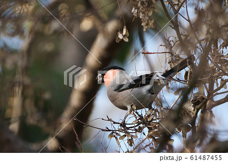 ウソ ウソ 61487455