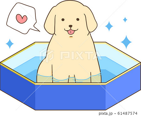 ゴールデンレトリバーの子犬(プールを楽しむ) ゴールデンレトリバーの子犬(プールを楽しむ) 61487574