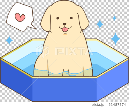ゴールデンレトリバーの子犬(プールを楽しむ) ゴールデンレトリバーの子犬(プールを楽しむ) 61487574