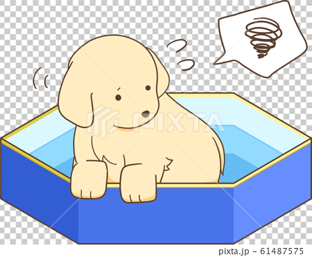ゴールデンレトリバーの子犬 プールを嫌がる のイラスト素材