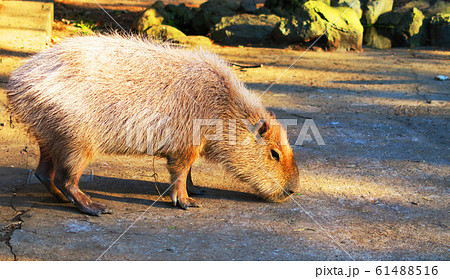 埼玉県の大宮公園小動物園のカピバラ 埼玉県の大宮公園小動物園のカピバラ 61488516