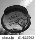 道路ミラーに映った柿木 61488592