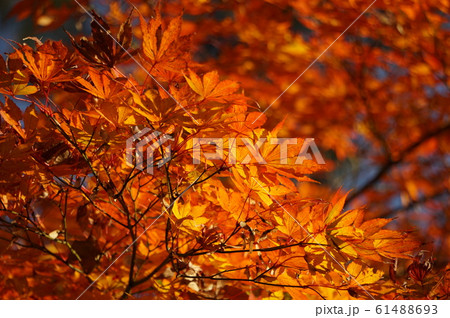 高幡不動尊の紅葉 61488693