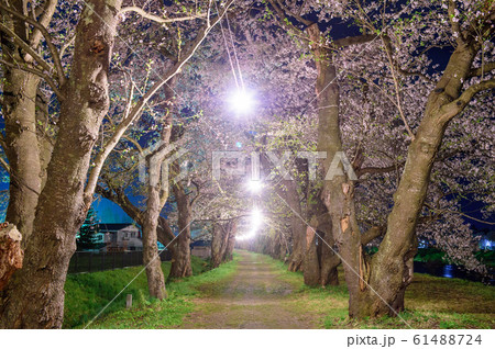 角館　桧木内川の夜桜　秋田県 61488724