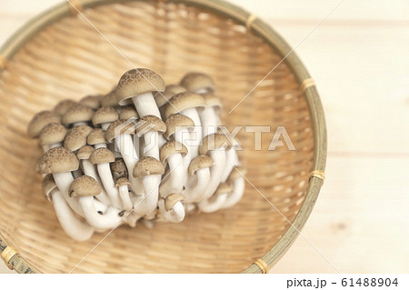 しめじ　ぶなしめじ 61488904
