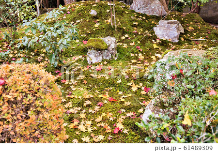 京都の落ち紅葉 61489309