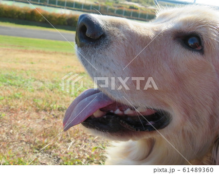 ゴールデンのアップ１ 61489360