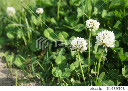 シロツメクサ シロツメクサ 61489508