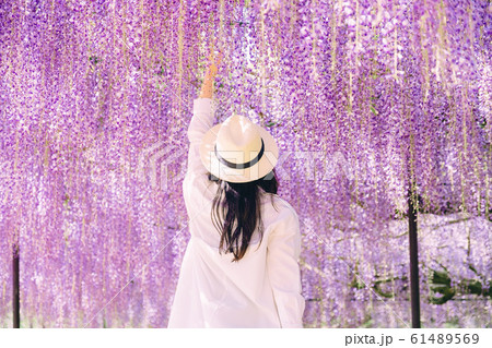 藤の花と女性 藤の花と女性 61489569