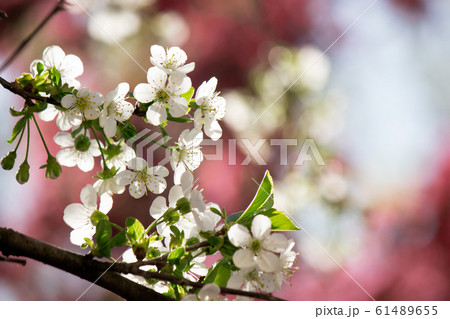 white apple blossom on the pink background 61489655