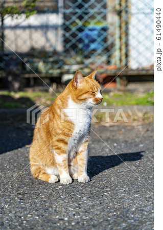 野良猫 野良猫 61490440