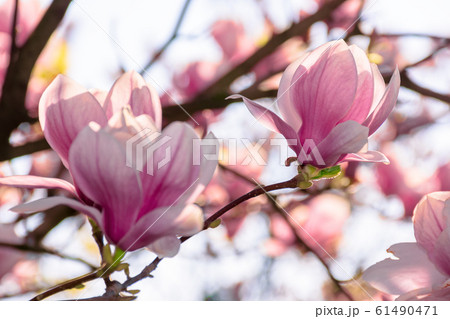 magnolia tree blossom in springtime 61490471