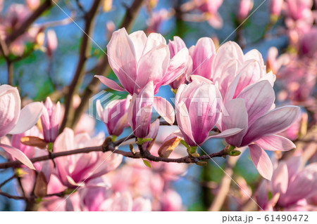 magnolia tree blossom in springtime 61490472