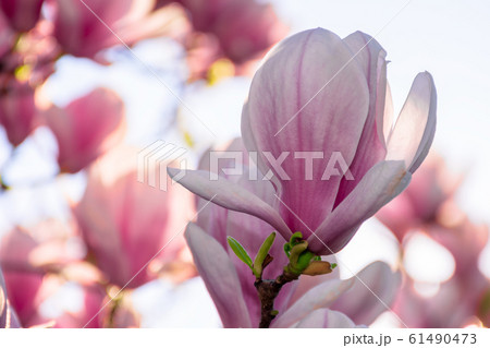 magnolia tree blossom in springtime 61490473