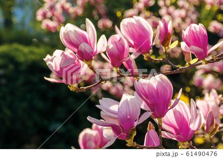 pink blossom of magnolia tree pink blossom of magnolia tree 61490476
