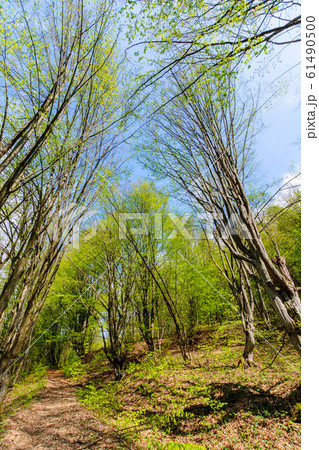 footpath through forest in spring footpath through forest in spring 61490500