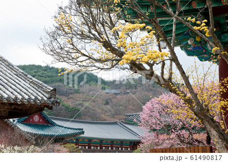 寺院 節 サンシュユ 61490817