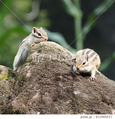 リスの隠れんぼ リスの隠れんぼ 61490937