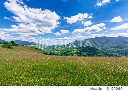 mountain meadow with wild herbs and green grass mountain meadow with wild herbs and green grass 61490964