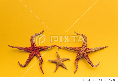 Starfish over yellow background. View from above 61491476
