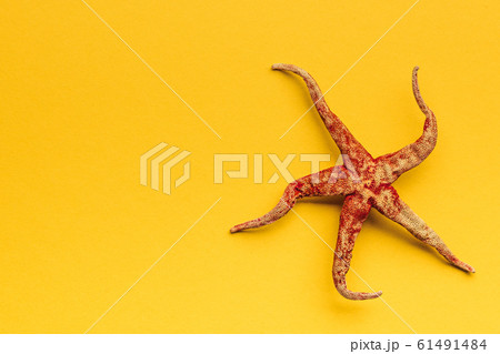 Starfish over yellow background. View from above Starfish over yellow background. View from above 61491484