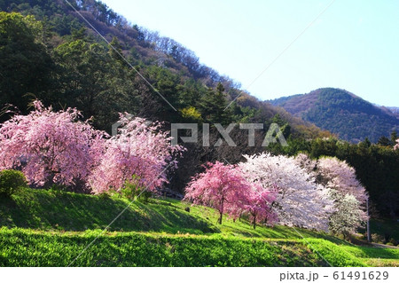 常光寺の桜 61491629