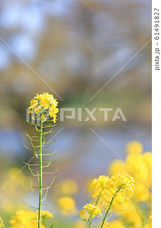 野辺に自生する菜の花 セイヨウカラシナ の写真素材
