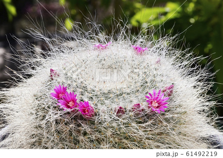 サボテンの花 サボテンの花 61492219