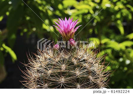 サボテンの花 サボテンの花 61492224