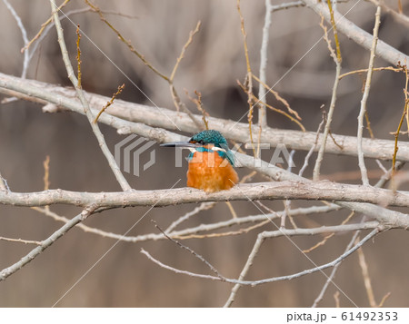 カワセミ 61492353