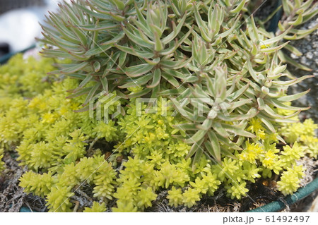 植物 植物 61492497