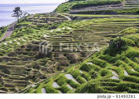 (石川県)田植の済んだ、白米千枚田 (石川県)田植の済んだ、白米千枚田 61493261