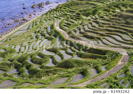 （石川県）田植の済んだ、白米千枚田 61493262