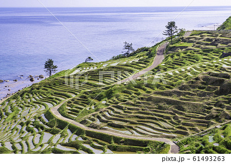 (石川県)田植の済んだ、白米千枚田 (石川県)田植の済んだ、白米千枚田 61493263