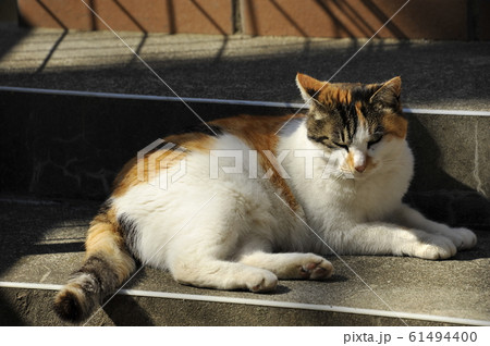 三毛猫 三毛猫 61494400
