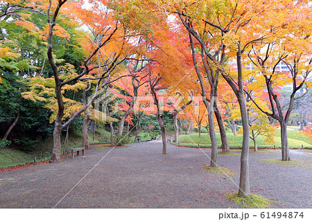 小石川後楽園の紅葉林。雨天（12月）東京都文京区 61494874