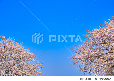 満開の桜 満開の桜 61495002