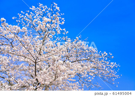 満開の桜 61495004