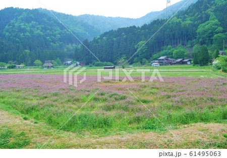 美山かやぶきの里のレンゲ畑 美山かやぶきの里のレンゲ畑 61495063